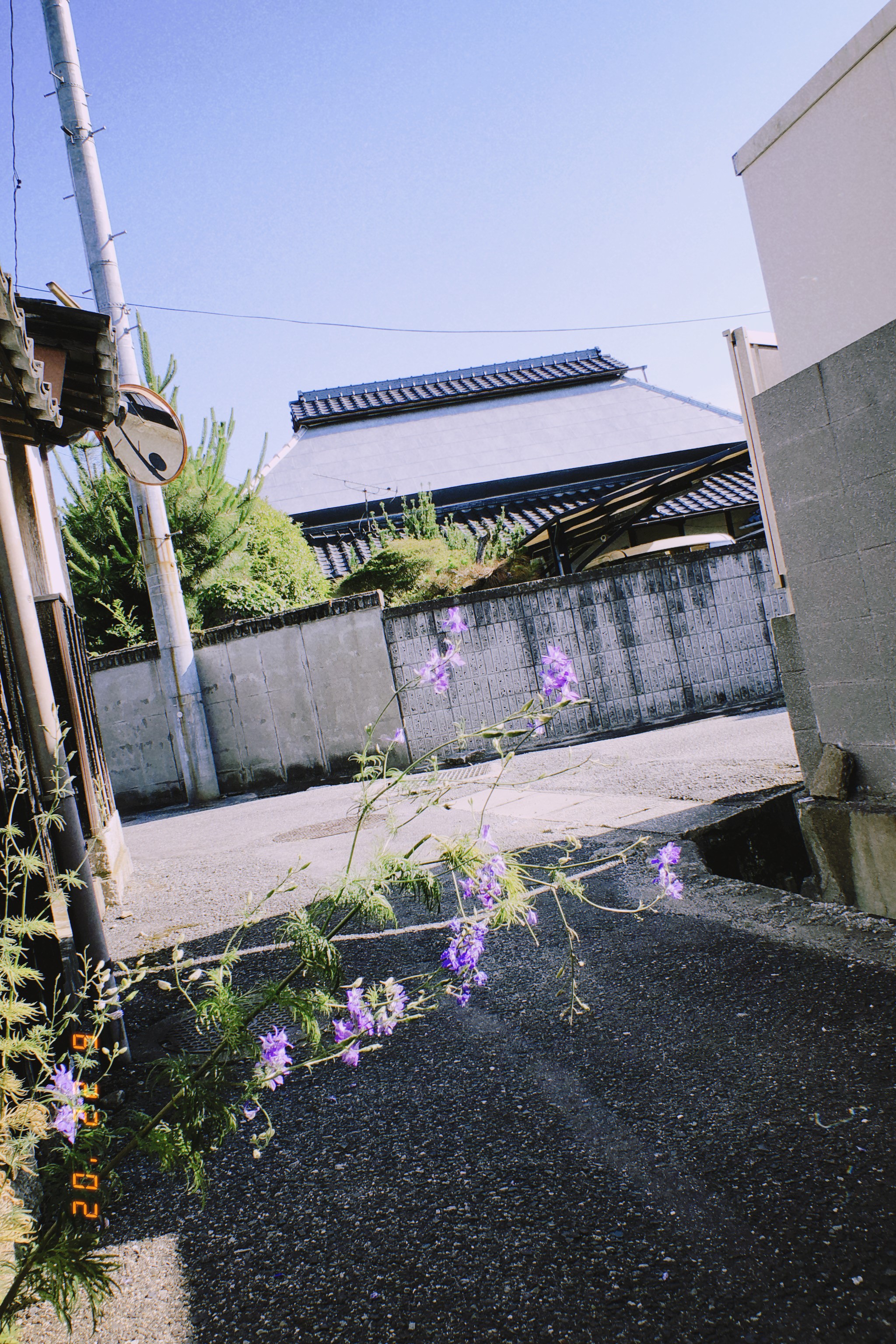 街中の花