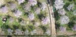 桜の空撮を依頼していただきました!