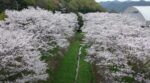 岡山県和気町の桜を空撮!